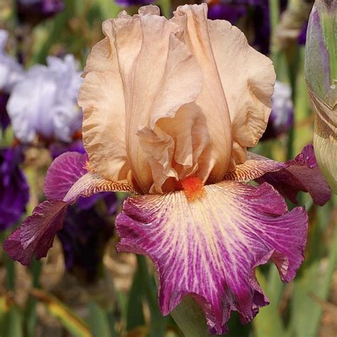 Tosca, Iris for Rose Pourpre 